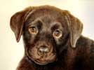 Diaz, chiot Labrador chocolat